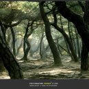 경주 삼릉의 소나무 숲 이미지