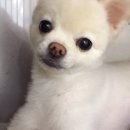 24시 명동물메디컬센터 이미지