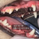 강남예치과동물병원 이미지