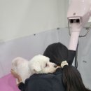 이뻐질개 | 강아지 미용의 새로운 기준, 이뻐질개