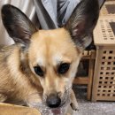 개맛있개 이미지