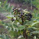 산초식당 이미지