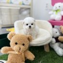 유앤미펫 강아지분양 고양이분양 일산점 이미지