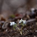 경주 금곡사,화산곡지 주변의 야생화들(너도바람꽃,변산바람꽃,노루귀) 이미지