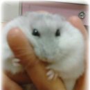 구로-구로-구로-1211 이미지