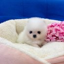 대림애견 이미지