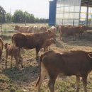 강성농장 이미지