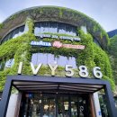아이비586 이미지