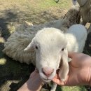 쫑의전쟁 | 나트랑 자유여행 ② ⁝⁝ 하루만에 나트랑 둘러보기 / 판랑 사막 투어, 도 시어터 인형극, 안어이...