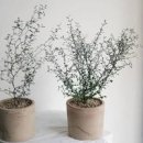 마오리소포라 코로키아 키우기 꽃 난이도 번식 방법 이미지