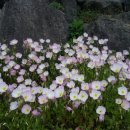 포도향기 이미지