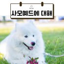 AMI PET 이미지