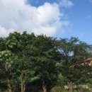 카페멍날 이미지