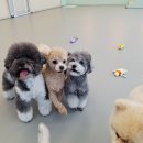 댕댕이의 품격 이미지