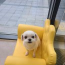 퐁실하개 네이버블로그
