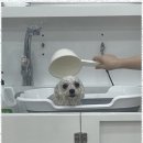 강아지미용실_편안 이미지