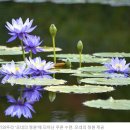 일본 고치현 기타가와무라 '모네의 정원'에 피어난 푸른 수련 이미지