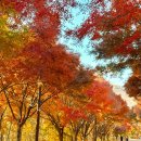 주식회사단풍나무짐 | 천안 독립기념관 단풍나무숲길 실시간 가을 명소 추천