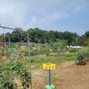 펠리시떼 이미지