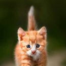 13번째고양이 이미지