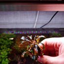 플랜츠비 | 플랜츠 비 메탈 라이트 X 600 조명 후기