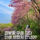 겹벚꽃 성지 경희대 국제캠퍼스 + 애견동반 브런치맛집 ‘이너프(ENOUGH)’ 오픈샌드위치 대존맛후기 🌸🐶