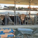 따봉농장 | 경북 칠곡군 도고농장(따봉따기 체험후기)