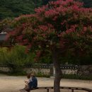 (주)교남환경 | 밀양의 여름 가볼만한 곳 배롱나무 출사 : 표충사, 반계정, 혜산서원, 오연정, 월연정, 용호정, 금시당...