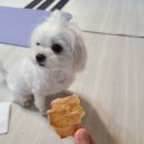 댕댕상점 이미지