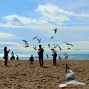 부산갈매기 이미지