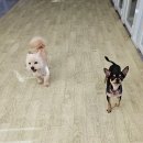 DOG 깨비 이미지