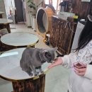 뿜뿜 | 광주 고양이카페 캠핑감성 뿜뿜후기