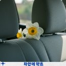 🚙차 안에 두면 냄새 제거와 건강까지 챙기는 약초 이미지