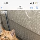세림동물병원 - 청주시 상당구 산성로116번길 25 | 세림동물병원