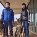 강화애견훈련학교 이미지