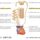 내 말 듣지 않고 ‘쿵쾅쿵쾅’ 뛰는 심장… 이유가 뭘까? [의사에게 듣는 '질환' 이야기] 이미지