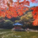 (주)진희 내장산생태탐방원점 | 정읍 내장산 내장사 단풍 실시간. 단풍터널 걸어서 우화정, 벽련암 단풍여행