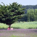 수정시흥-D-8 이미지