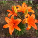 인헌중학교 이미지