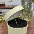 꽃과정 | 부천 내일배움카드 플로리스트 학원 후기! 녹영꽃예술학원 중급과정 4회차 플라워 햇박스