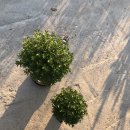 허브나무 이미지