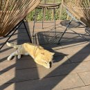 안녕,하동 | 하동 숙소 추천 | 녹차밭 속 숙소 유로제다