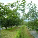 섬지뜰농장 이미지