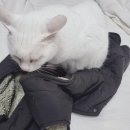 귀족세탁 이미지