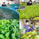 채수면 농장 이미지