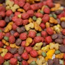 강아지보호구역 이미지