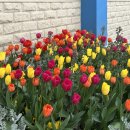 [일상 Blog] 나에게 봄이란, 벚꽃 보다는 봄나물