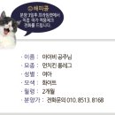 아이비프라임