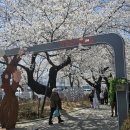 삼남면작천정운동장 운동시설 | 작천정 벚꽃 개화 실시간 만개 4월 및 푸드트럭 먹거리 체험활동