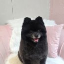 개이쁘댕 이미지